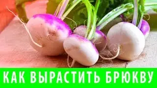 КАК ВЫРАСТИТЬ БРЮКВУ