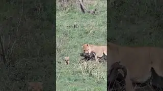 My Mom is the Strongest Lioness