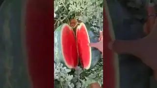 Нарезка 🔪🍉🔥