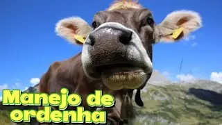 Trabalho de ruminantes- manejo de ordenha