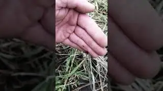 Давление сока в прививке 22.06