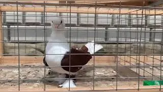 Голуби Кубани 🕊️🤍 Краснодарские бойные бокатые