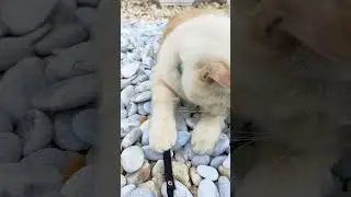 Nobii...Santai di batu putih
