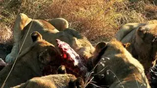 Footage Firm Exotic Animals: Feasting Lions