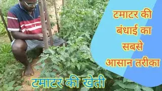 बेल वाले टमाटर की कैसे बंधे //tomato farming //tamatar ki bandhak kaise kare