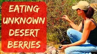 Eatable Desert Plants in Arizona - Goji Berries in Arizona (wolf berries) - Taste Test