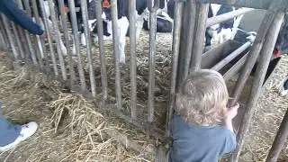 Rafael at the dairy farm