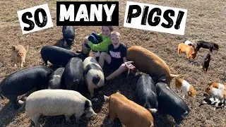 Kunekune Pigs: Why do we have so many?