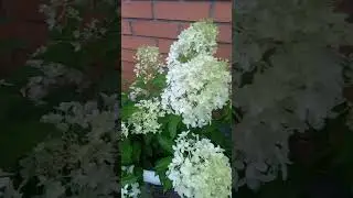 8 августа 2024 г.