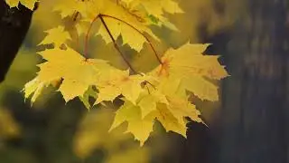 4K Autumn Leaves  Drone Aerial View  Free Stock Footage  Free HD Videos   No Copyright