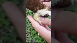 Never Eat This! The Plant That Can Kill You