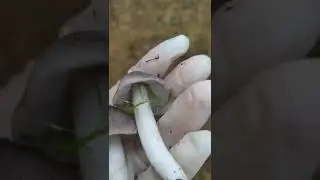 Грибы пошли! Ура!