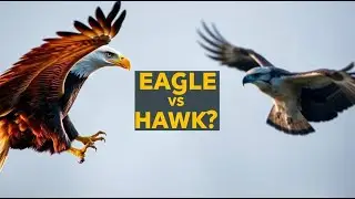 What’s the Difference Between an Eagle and a Hawk? (Scientific Breakdown)