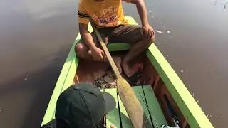 Were from brunei haunting big green toman fish