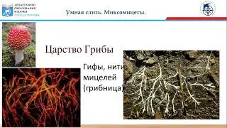 Проект ЭКОзабота от 28 апреля 2021 г. Умная слизь. Миксомицеты