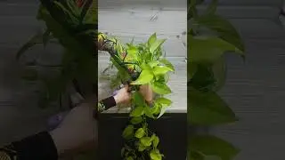 #сциндапсуснеон