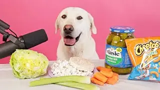 Dog Eats The Crunchiest Foods | (Special ASMR)