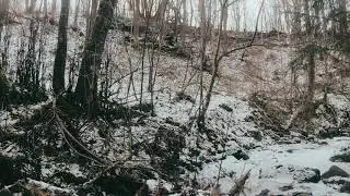 Бег по лесу