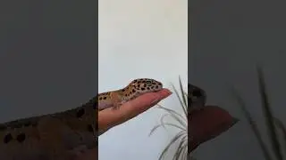 Что делать если эублефар сбежал￼￼ ?!
