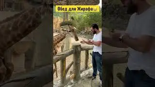 Как кормить Жирафа 🤣  