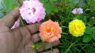 Portulaca / moss rose / 9'o'clock / Thailand varieties of portulaca