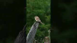 Обыкновенный Жулан-Сорокопут / Red-Backed Shrike