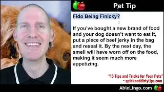 🍎 Pet Tip | Text Analysis | Online Article