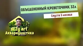 Объедененный креветочник 32 л.| Спустя 3 месяца