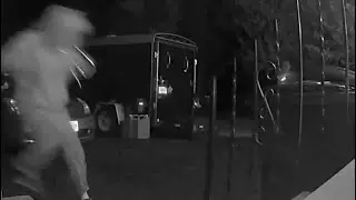 Raccoon scare