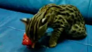 Asian Leopard Cat kitten Eating Watermelon!!!