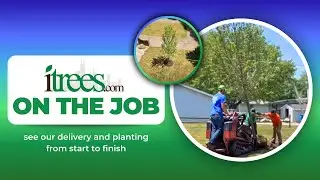 iTrees.com on the Job!
