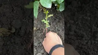 Шиповник на розе #🥀 #сад #своимируками #роза #rose #рекомендации #огород
