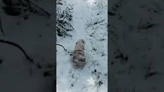 Cute snow bunny plus bonus video