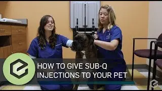 How To Give Prescribed Sub Q Injections to Your Pet