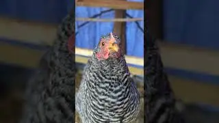 I Am The Barred Rock - Hear Me Roar!