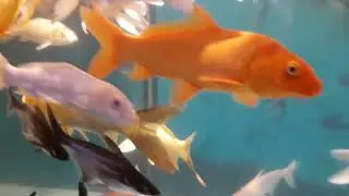 Big aquarium ! Big fish ! Kōhaku, Butterfly koi, goldfish, Black goldfish, Cat fish