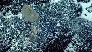 Sampling a Predatory Tunicate | Nautilus Live