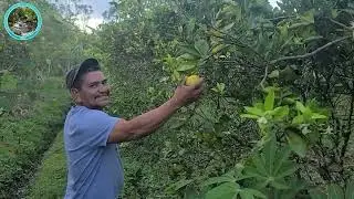 Parcela SAFS de Agustín Alvarado