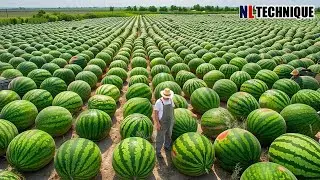 The Most Modern Agriculture Machines That Are At Another Level , How To Watermelons In Farm