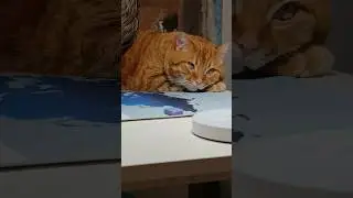 САМЫЙ ЛУЧШИЙ МУР ! )) 
