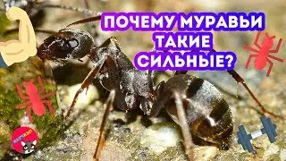 Почему муравьи такие СИЛЬНЫЕ?