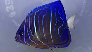 Adding Blue ring angelfish to my reef