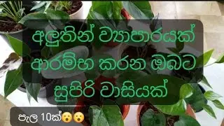 😲පැකේජ අංක #26 මිලියන් ප්ලවර් ඇතුළු වටිනා වර්ග පහක්.. පැල 10ක්.. ඔයාගෙම කර ගන්න. එකතු වන්න අප සමග 🙂👍