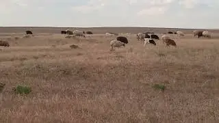 Для даргинское аудитории)) | на даргинском.