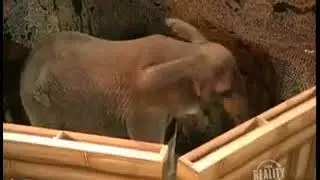 Vanishing Elephant magic's biggest secrets finally revealed