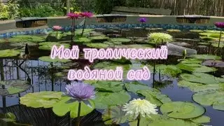 Мой тропический водяной сад