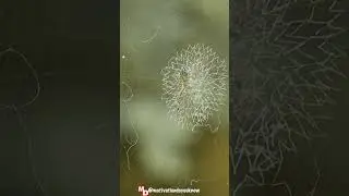 Do You Know : 🕷️ SPIDERS HAVE AMAZING SENSES ....