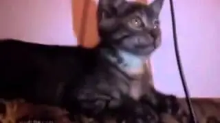 Кот после клуба