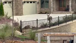 Buck Takes A Swan Dive Over a Retaining Wall