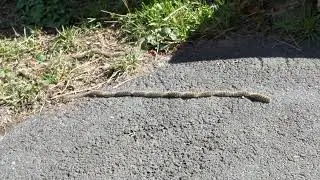 Processionary moth caterpillars (Thaumetopoeinae) in procession